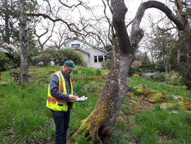 Arboriculture inspector checking a Garry Oak tree