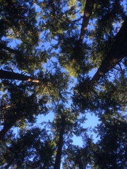 View of trees in Haro Woods looking skyward