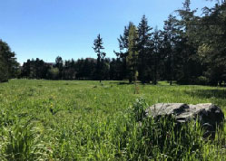 Open green grass with a large rock in the foreground and trees in the background at King