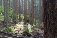 Wooded trail in Mount Douglas Park separated by split rail fencing