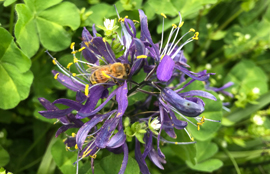 Bee on a camas flower