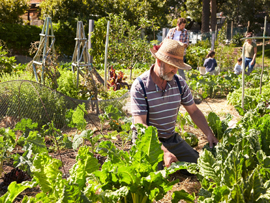 Gardeners tending to garden in Capital City Allotment Gardens