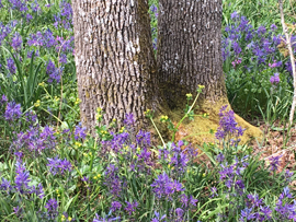 Camas flowers at the base of Garry Oak trees in Playfair Park