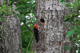 Red Bellied Sapsucker woodpecker on the side of a tree near a hole it has made