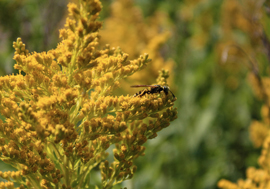 Wasp on a goldenrod plant