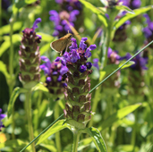 Moth resting on a self-heal purple flowering plant
