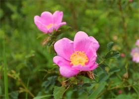 Close up of a native Nootka Rose