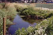 Panama Flats Field With Water and Vegetation