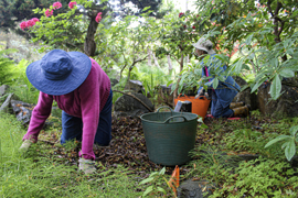 Volunteers removing invasive plants from Outerbridge Park