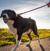 Dog being walked on a leash on cement trail beside a grass strip