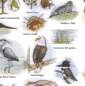 Saanich Plants & Animals Field Guide