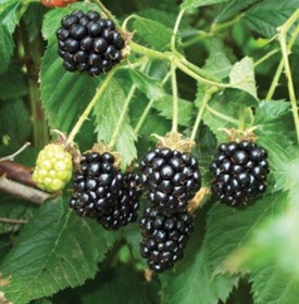 Himalayan Blackberries