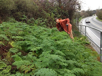 Poison hemlock manually dug