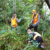 volunteers removing invasive species in a park