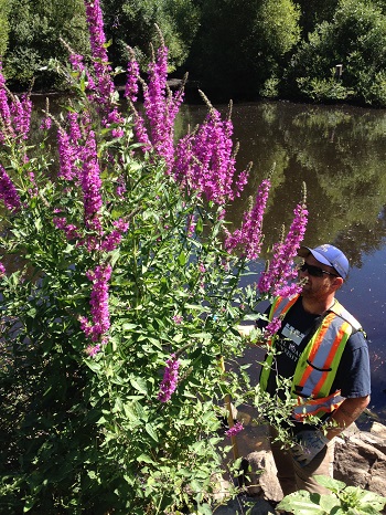 Purple loosestrife at Kings Pond