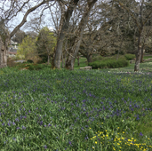 Garry Oak and Camas field at Playfair Park