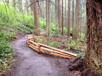 Sensitive wet area with skunk cabbage