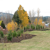 Trees planted at Baxter Park