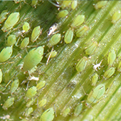 aphids on a plant