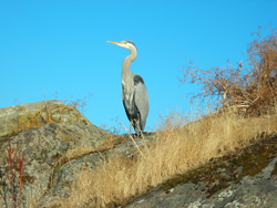 Blue Heron in a park sitting on rocks