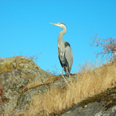 Blue Heron sitting on rocks in a park