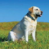 Dog Resting in a Park