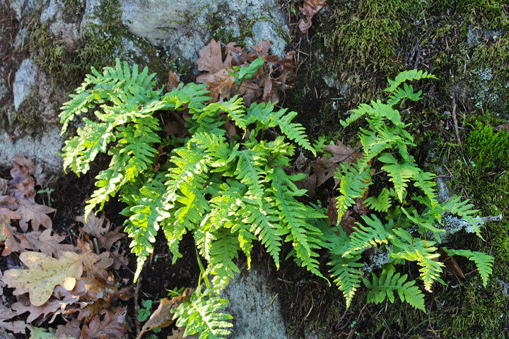 Ferns in Annie Park