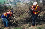 Pulling Together Volunteer Group Working in a Park