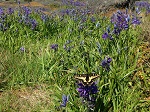 Western Tiger Swallowtail resting on Camas flower in Mount Tolmie Park