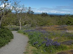 Trail through Garry oak meadow in Mount Tolmie Park