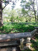 Playfair Garry Oak Meadow