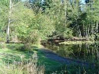 Todd Creek after invasive willows removal