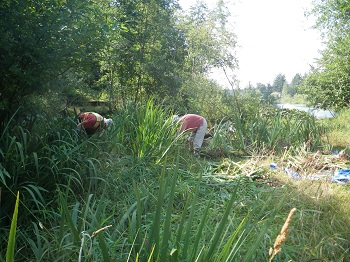 Volunteers removing Yellow flag iris at Whitehead Park